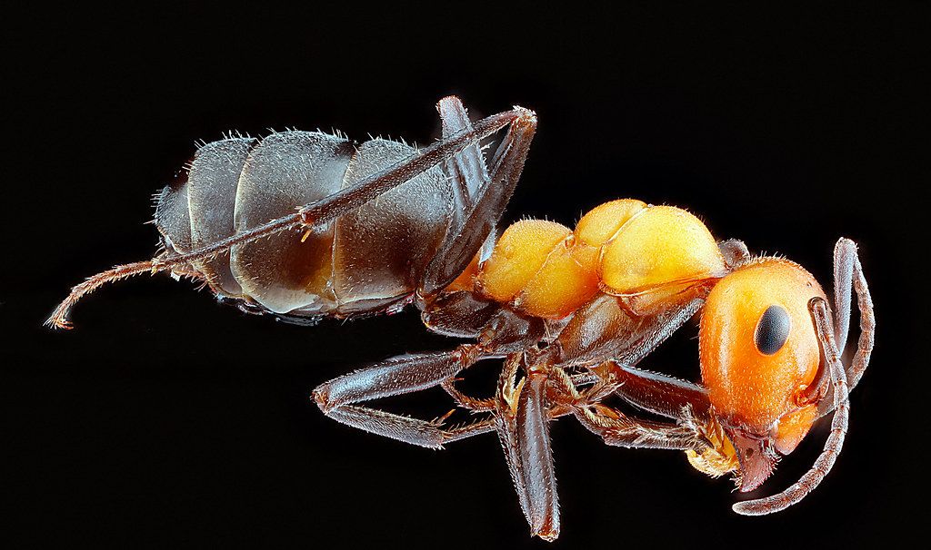 Ant Control service in Davis, CA