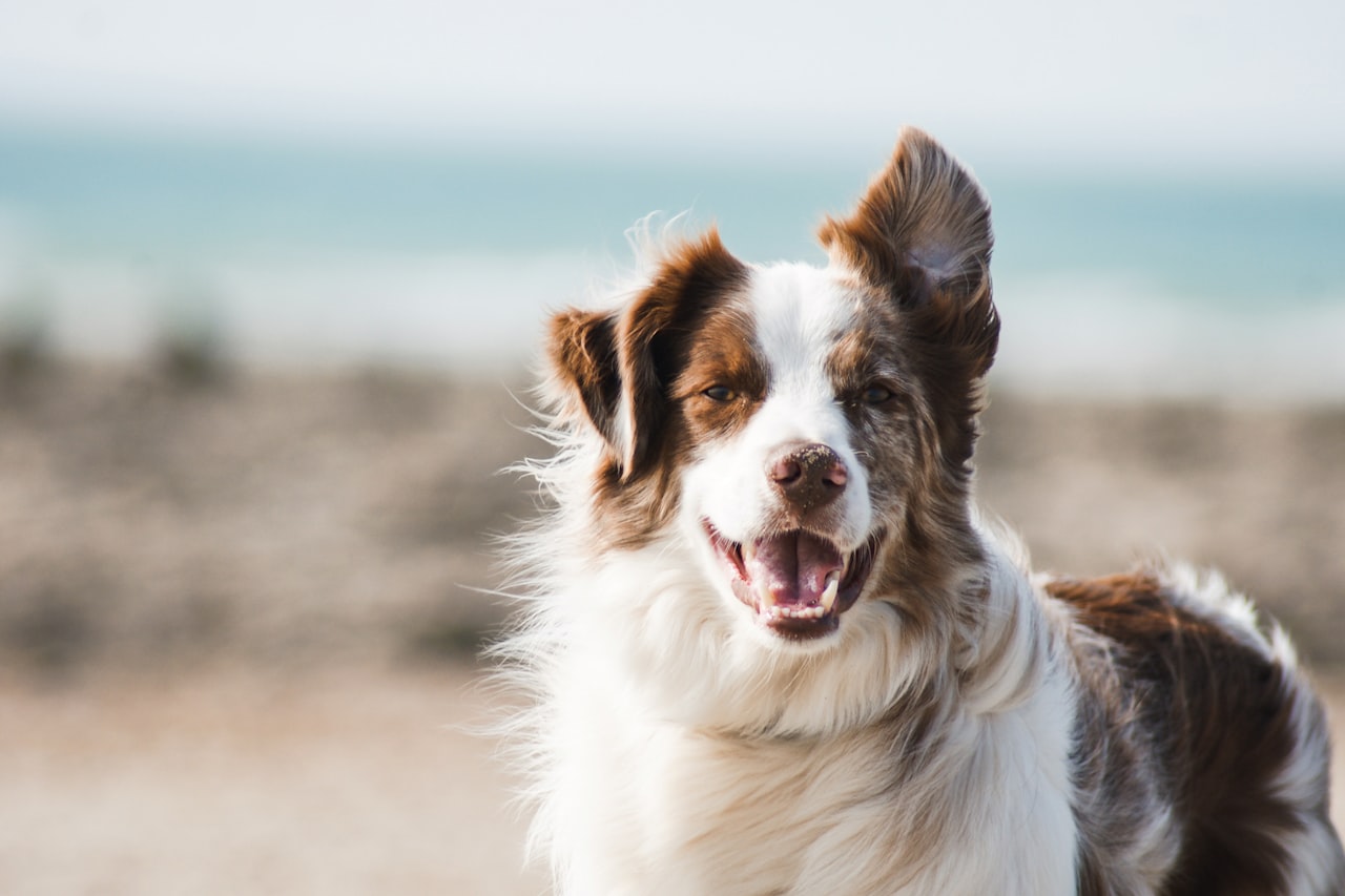 Flea & Tick Control service in Davis, CA