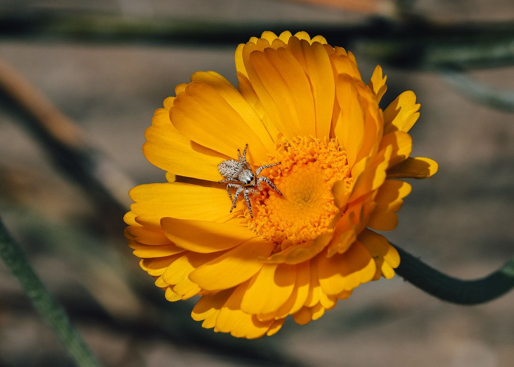 Spider Control service in Davis, CA